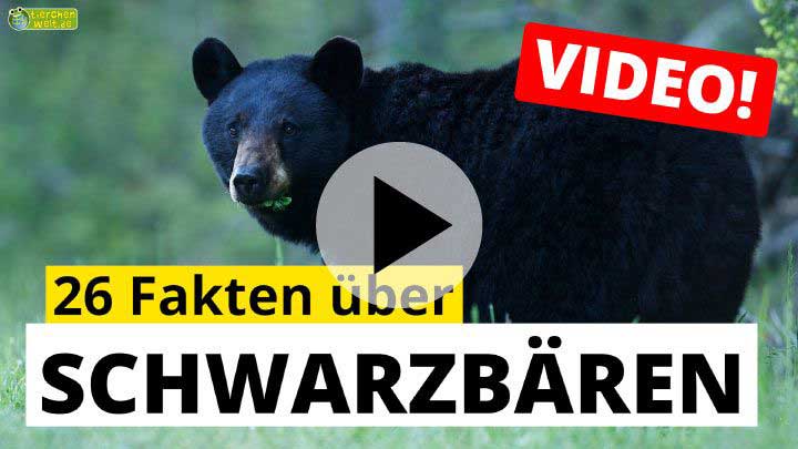Video Schwarzbären