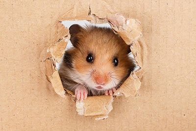 Haustier Hamster