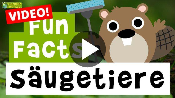 Video Fun Facts über Säugetiere
