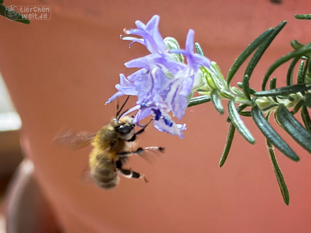 Ackerhummel