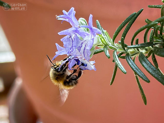 Ackerhummel am Rosmarin 