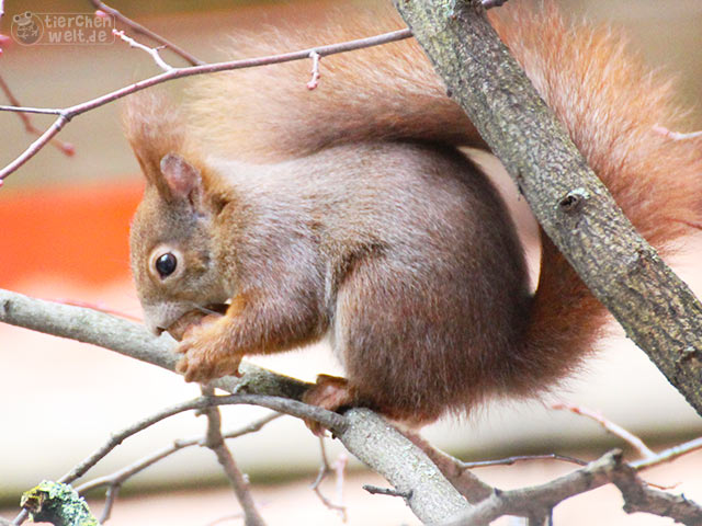 Eichhörnchen mit Walnuss