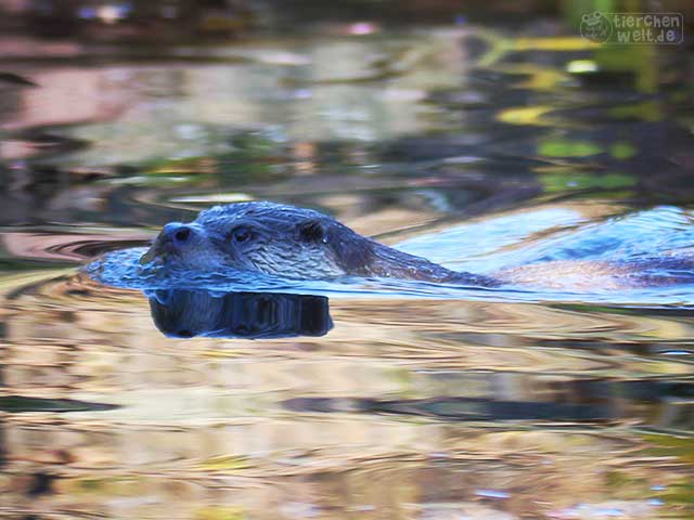 Fischotter im Wasser