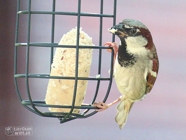 Männlicher Haussperling