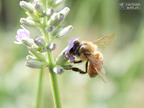 Biene