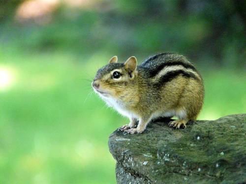 Streifenh&ouml;rnchen