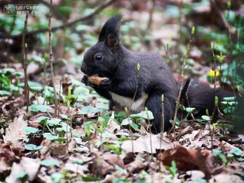 Eichh&ouml;rnchen