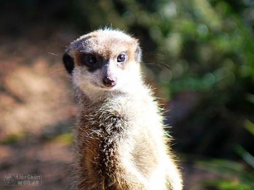 Erdm&auml;nnchen