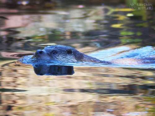 Fischotter im Wasser