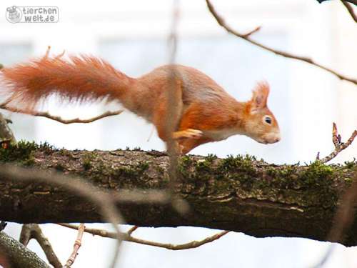 Flinkes Eichh&ouml;rnchen