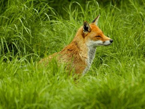Fuchs