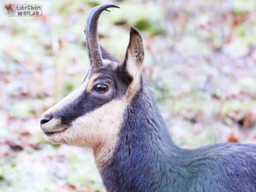 H&uuml;bsche G&auml;mse