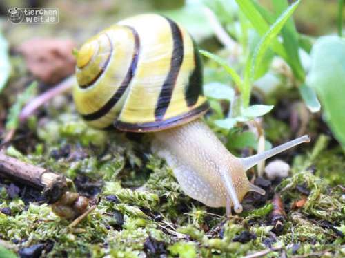 Garten-B&auml;nderschnecke