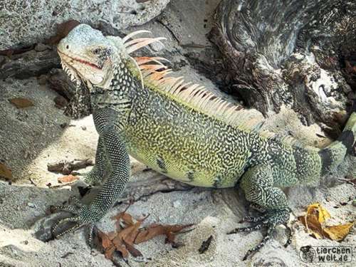 Gr&uuml;ner Leguan