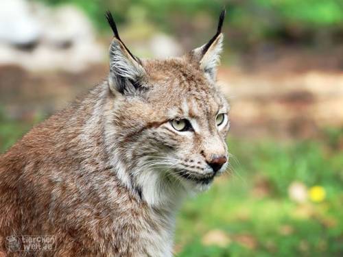Luchs