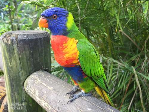 Regenbogenlori
