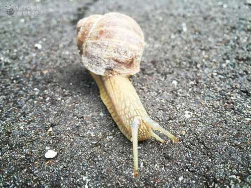 Schnecke auf der Stra&szlig;e