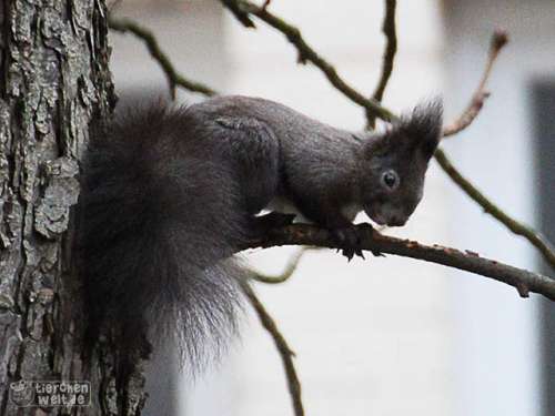 Schwarzes Eichhörnchen