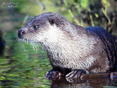 Hübscher Fischotter