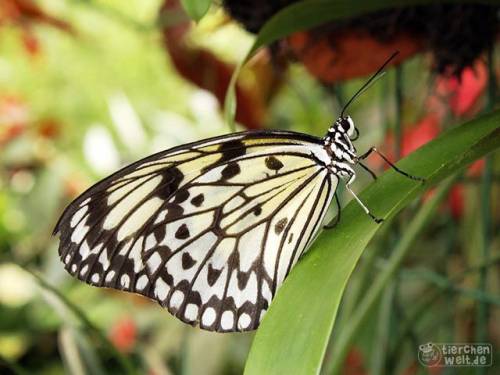 Wei&szlig;e Baumnymphe