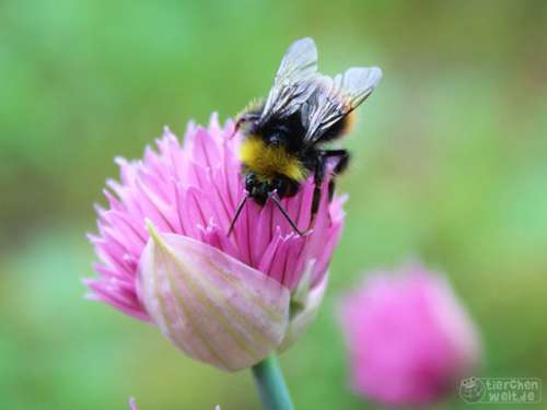 Wiesenhummel