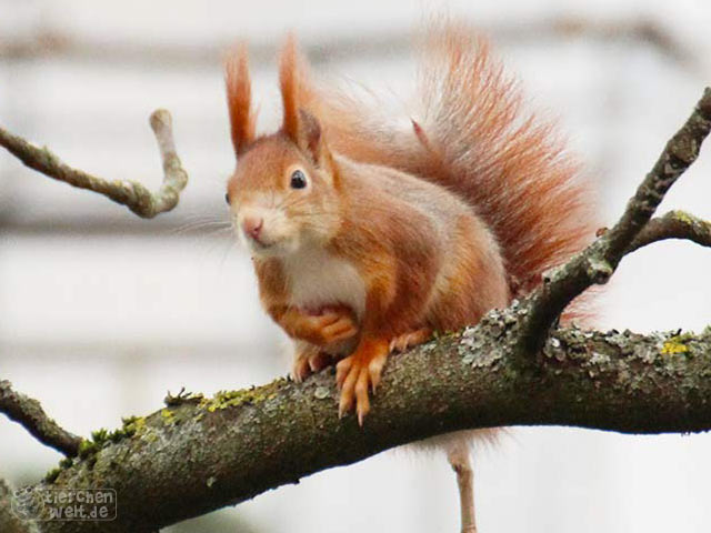 Rotes Eichhörnchen