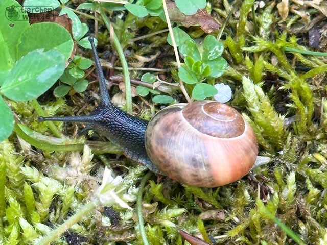 Schnirkelschnecke
