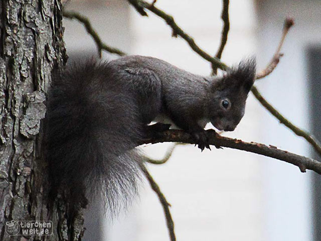 Schwarzes Eichhörnchen