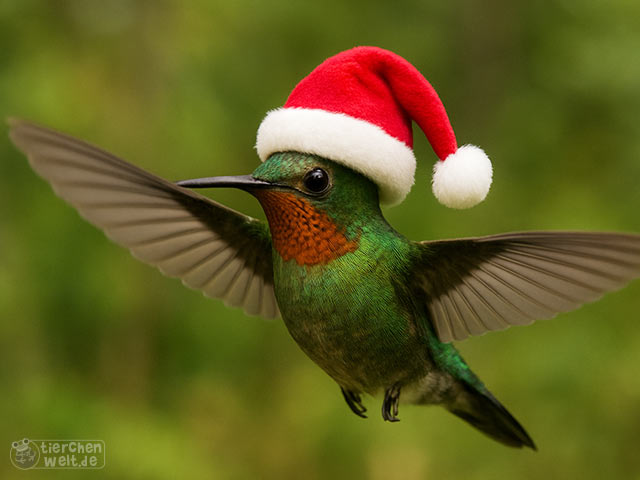 Weihnachts-Kolibri