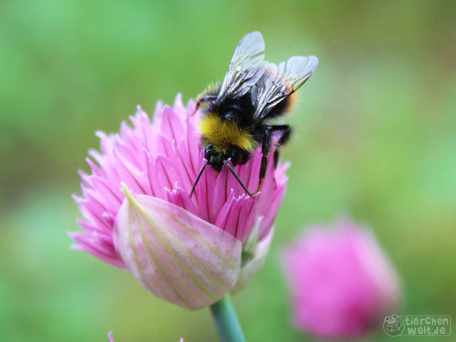 Wiesenhummel