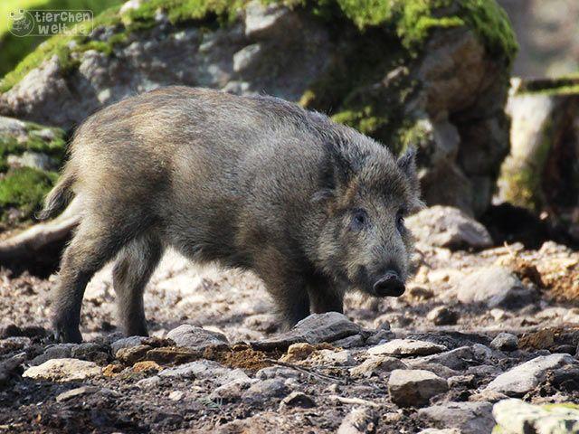 Wildschwein