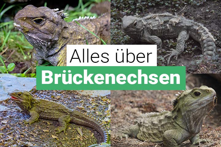 Alles über Echsen