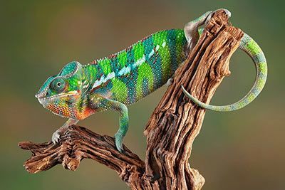 10 Tiere, die ihre Farbe ändern - und wie sie das machen