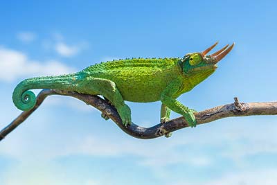 Chamäleon