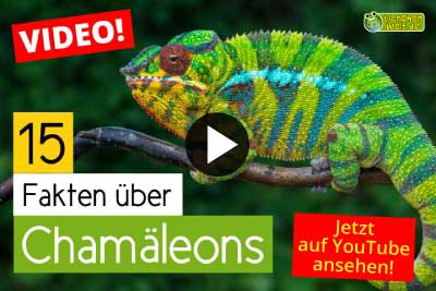 Chamäleon-Video - 15 Fakten über Chamäleons