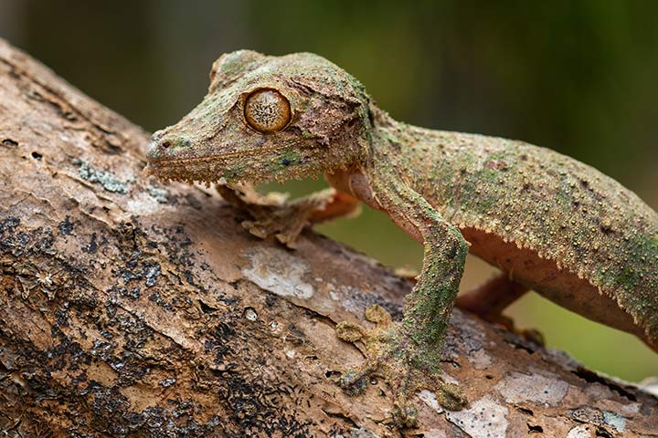 Der moosige Blattschwanzgecko hat fransige Auswüchse an seinen Körperrändern - als würde Moos an ihm wachsen