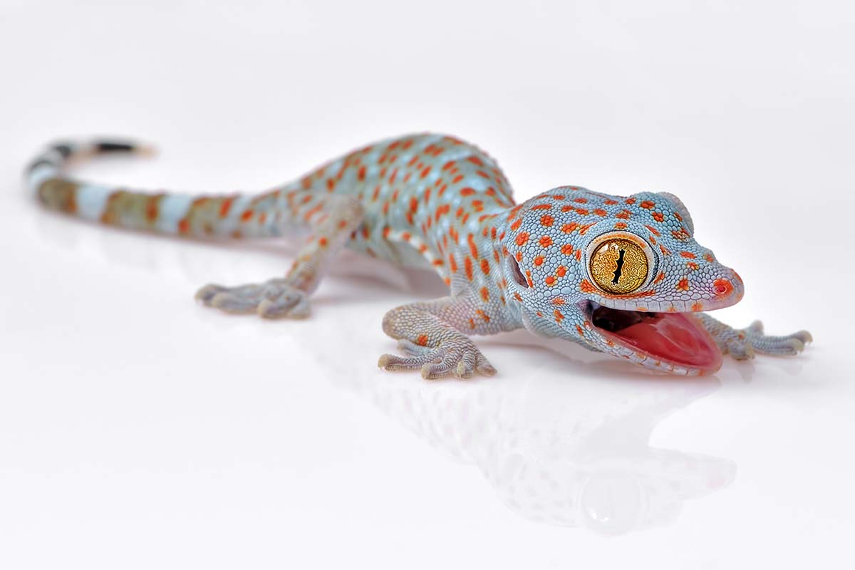 Tokeh-Gecko