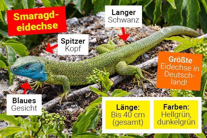 Aussehen der Smaragdeidechse