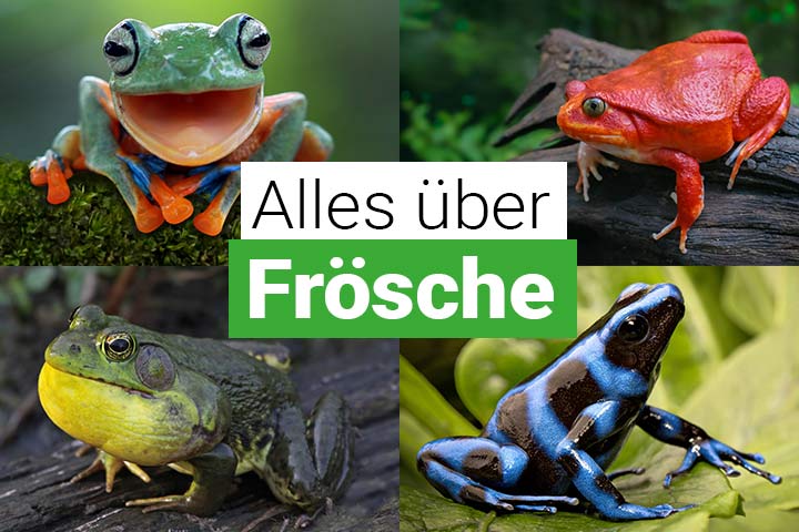 Alles über Frösche
