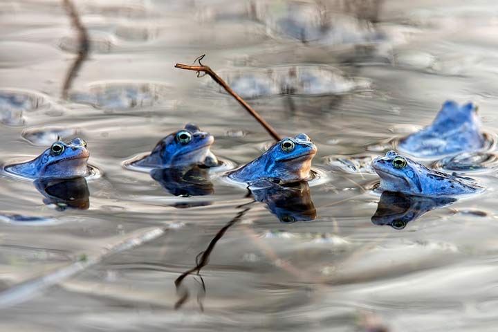 Moorfrosch