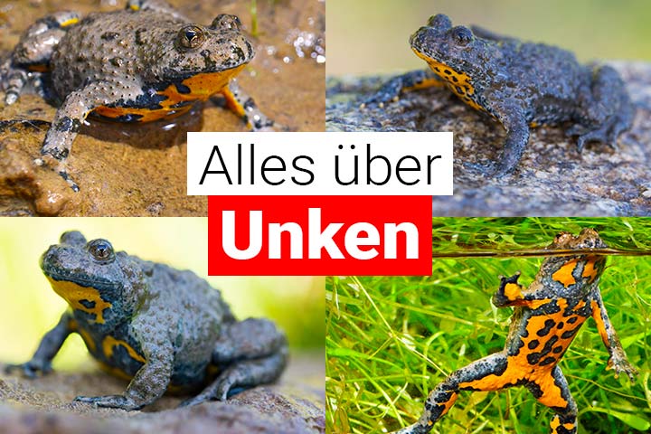 Alles über Unken