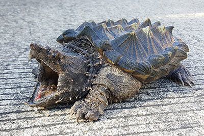Alligator-Schildkroete