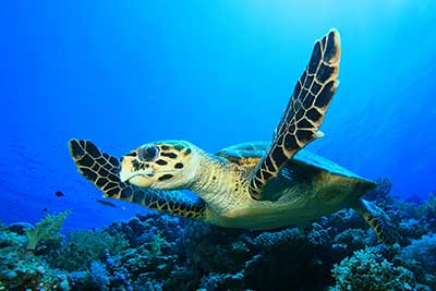 Echte Karettschildkröte