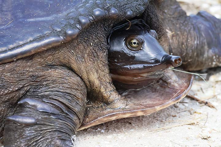 Florida-Weichschildkröte