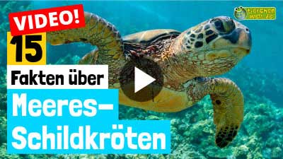 Video: 15 Fakten über Meeresschildkröten