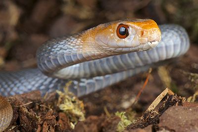 Die gefährlichsten Schlangen: Australien und Neuguinea