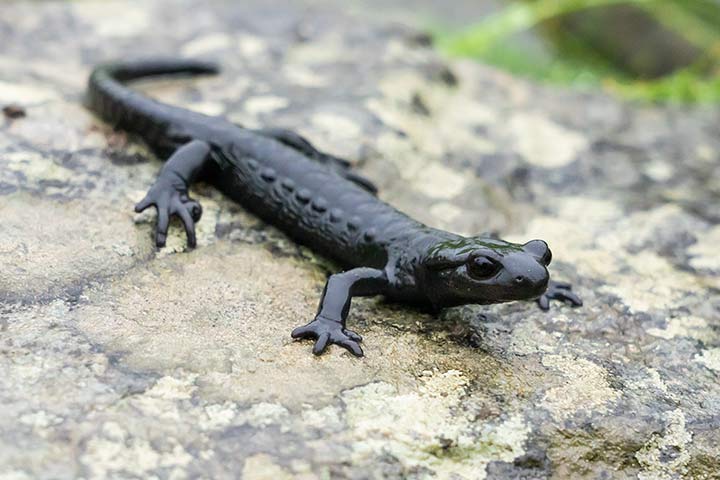 Alpensalamander