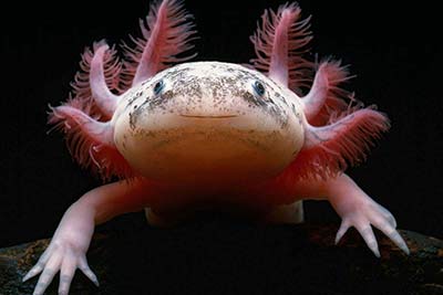 Axolotl