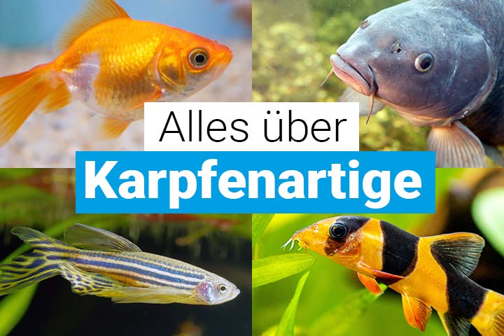 Alles über Barschverwandte