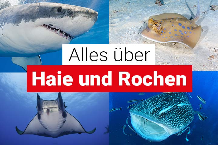 Alles über Haie und Rochen